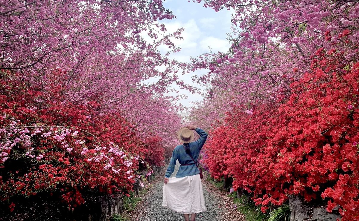    Стартовали продажи туров на весенние фестивали в Южную Корею. Сколько они стоят?