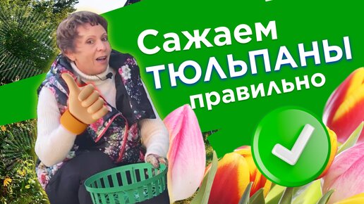 КАК САЖАТЬ ТЮЛЬПАНЫ? Используйте только 2 эти способа!