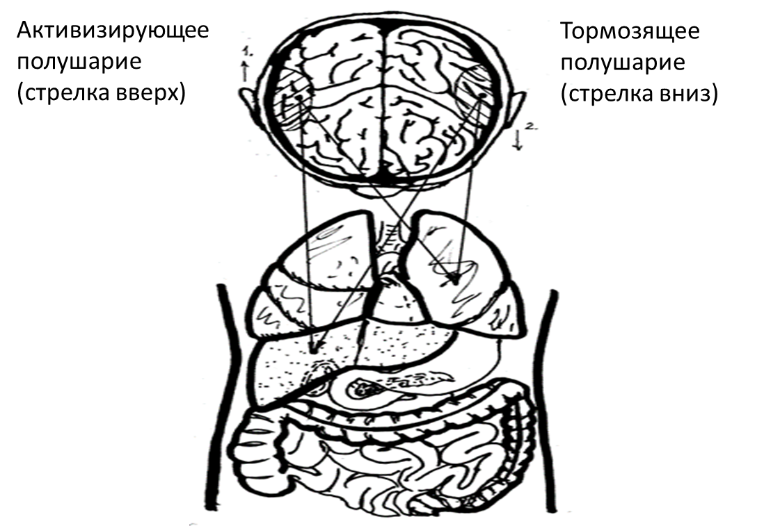 Каждая область нашего тела контролируется одновременно и правым и левым полушариями головного мозга, которые попеременно включаются в работу в соответствии с потребностями организма. 
