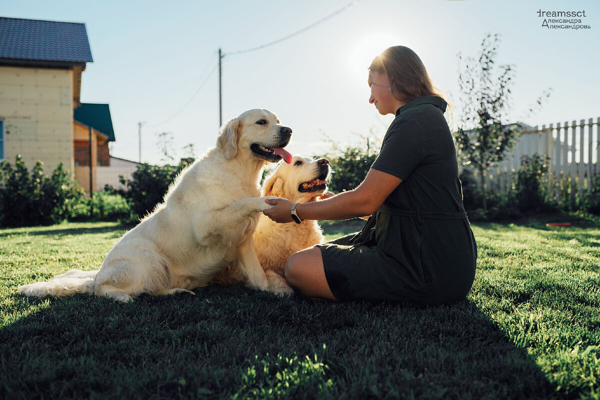 Я с моими золотистыми ретриверами. 