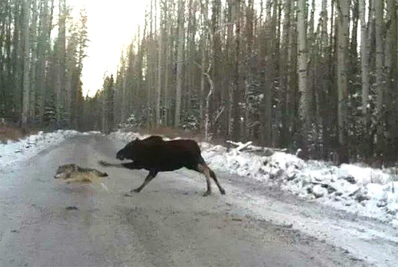 Лось бежит. Драка лосей. Лось в лесу.