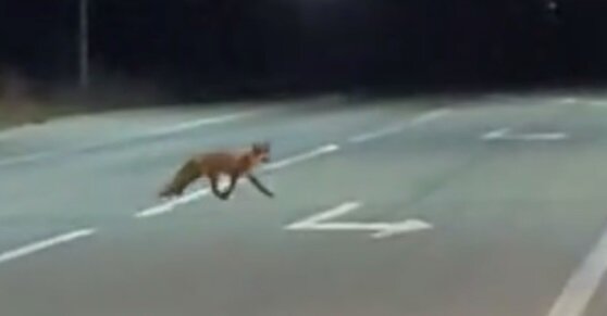    Фото: видео в группе мессенджера (скриншот)