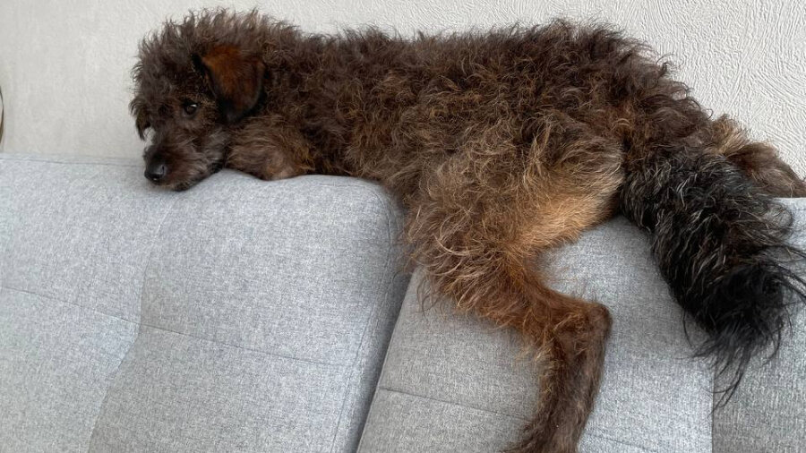 Как и люди, собаки нуждаются в качественном отдыхе