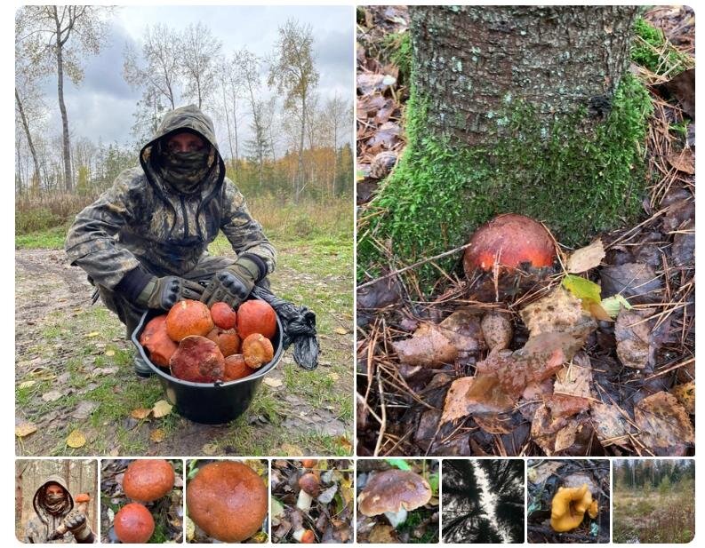 Фото: Андрей Адамович. Грибы и Грибники СПБ