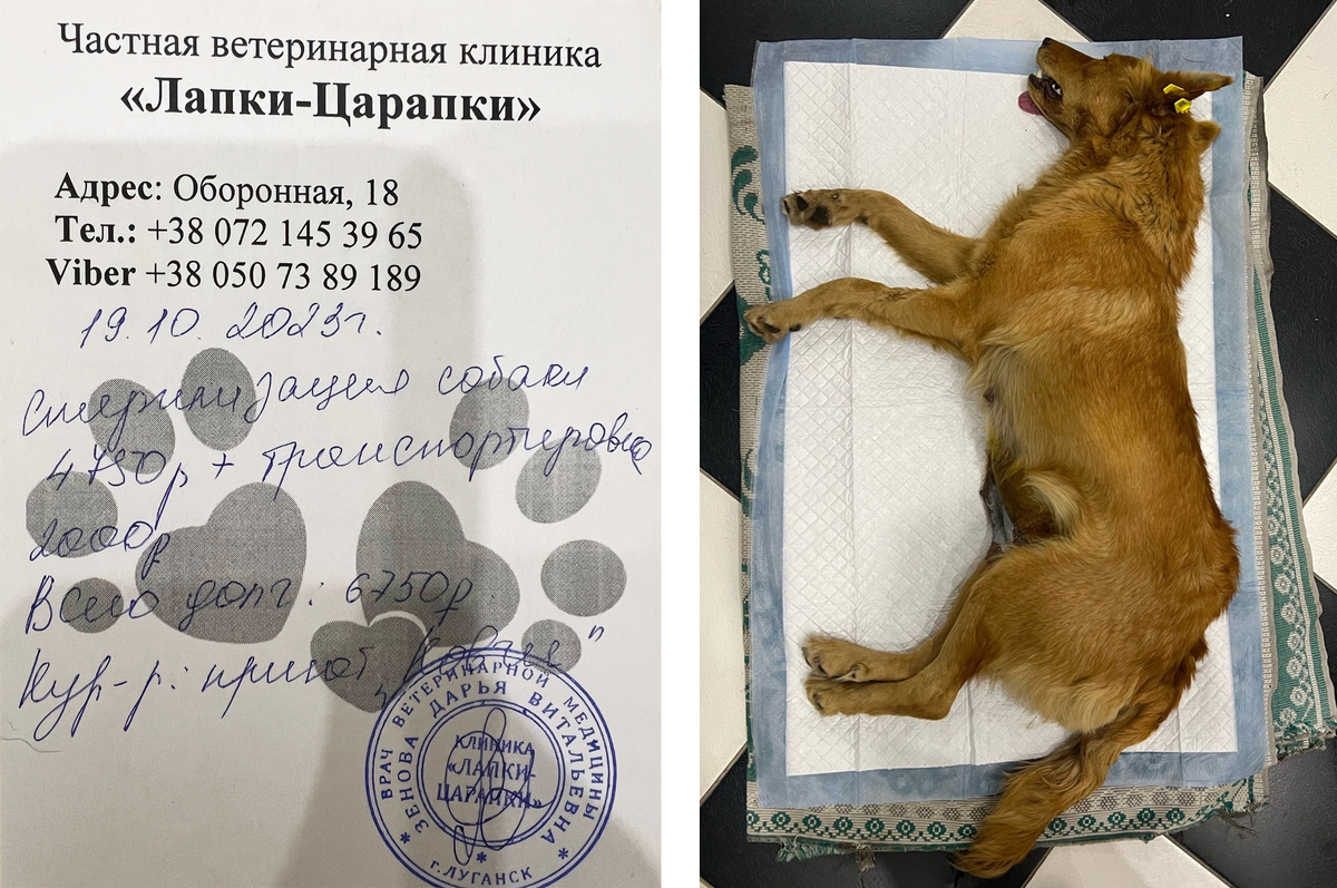 Установлена клипса, сделана прививка от бешенства.
