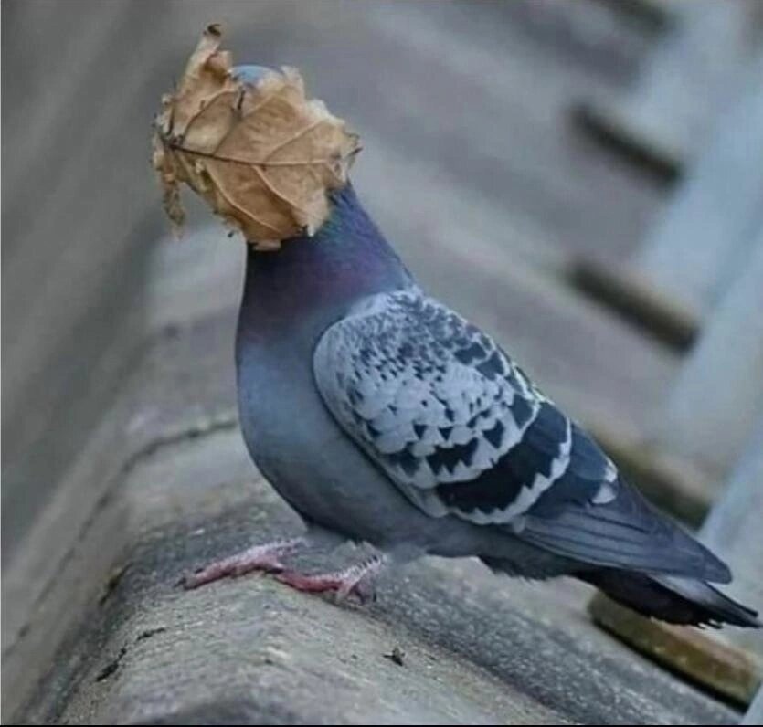 Настроение осень. Фото понравилось. Взято из открытых источников интернета