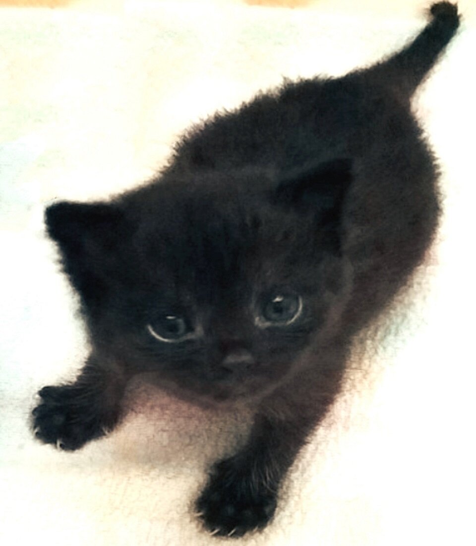 Котенок оказался ничей