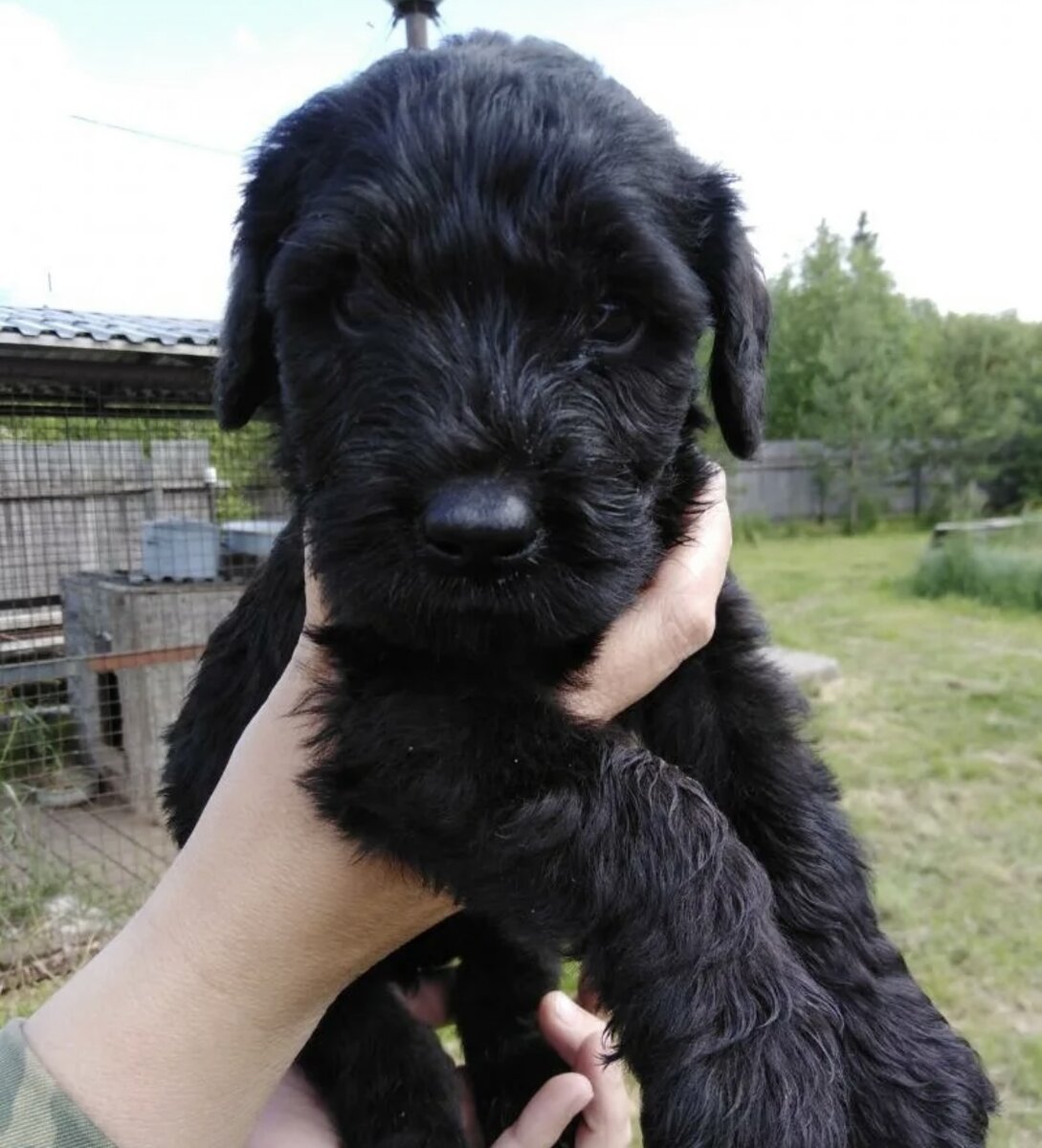 Щенки ризеншнауцера в москве. Метис ризеншнауцера. Щенки ризеншнауцера в москве. Питомник ризеншнауцеров глорис. Ризеншнауцер в сша.