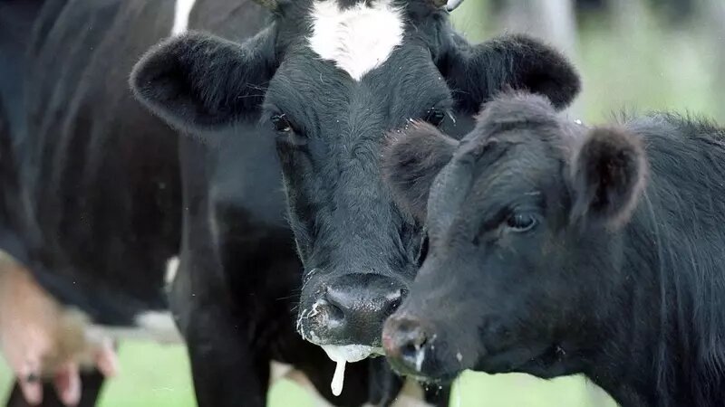     Минсельхозпрод Хакасии сегодня рассказал о ходе мероприятий по ликвидации очага заразного узелкового дерматита в селе Боград.