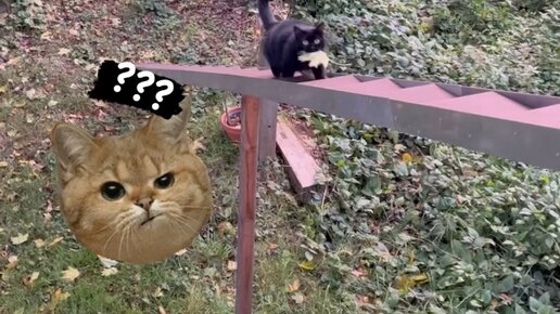 Смешные видео с обезьянками | Зачем он несет этот листик ? куда ? ой ...