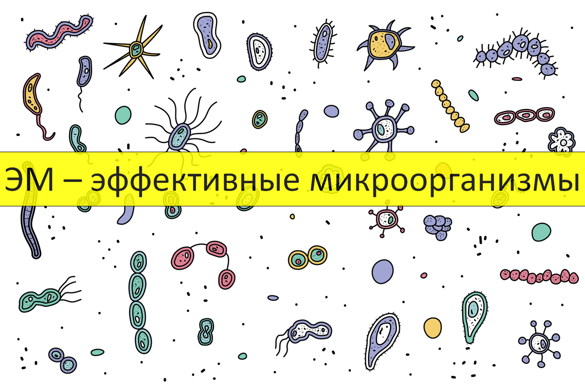 Источник: https://farm-worm.com/wp-content/uploads/2020/12/Effektivnye-mikroorganizmy_000_Oblozhka.png