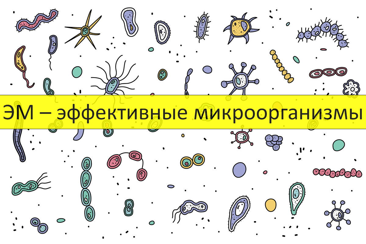 Микроорганизмы и плодородие почвы. Эффективные микроорганизмы. Эм бактерии. Микроорганизмы для компоста. Микроорганизмы в грунтах.