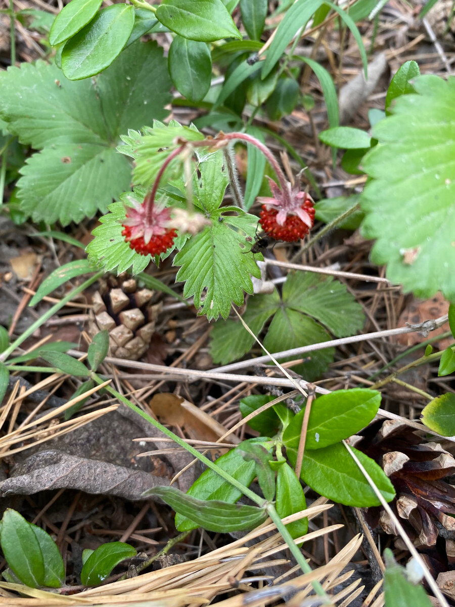 Просто летнее фото, что-то захотелось поделиться