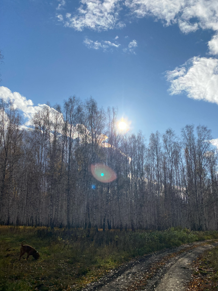 Осеннее солнышко.