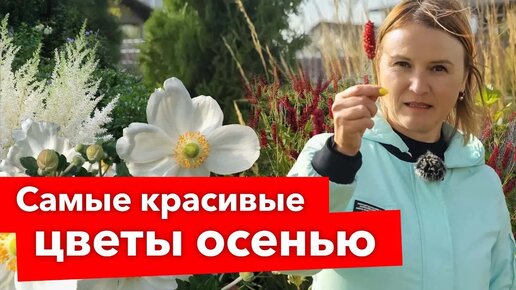 5 многолетних цветов, от которых глаз не оторвать до глубокой осени!