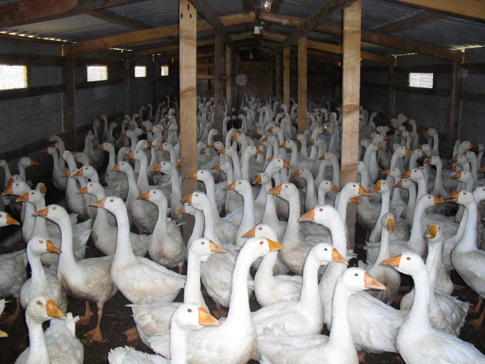 Фото: laplaya-rus.ru