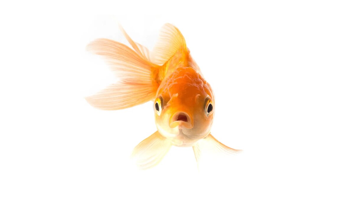 Золотая рыбка