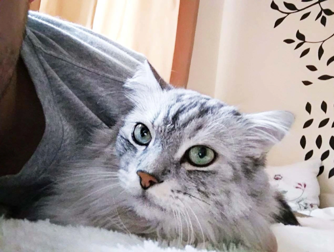 Виктор Кох и кот Тимошка