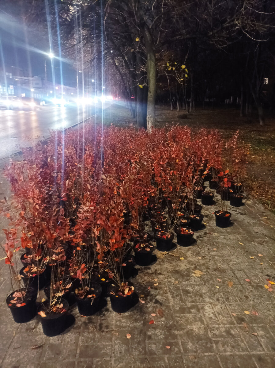🍂🍁🌧️
