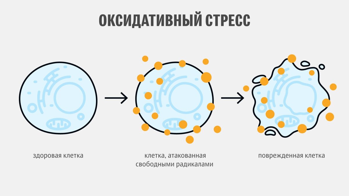 Еда-антистресс: какие продукты укрепляют психику? | Клиника доктора Шурова  | Дзен