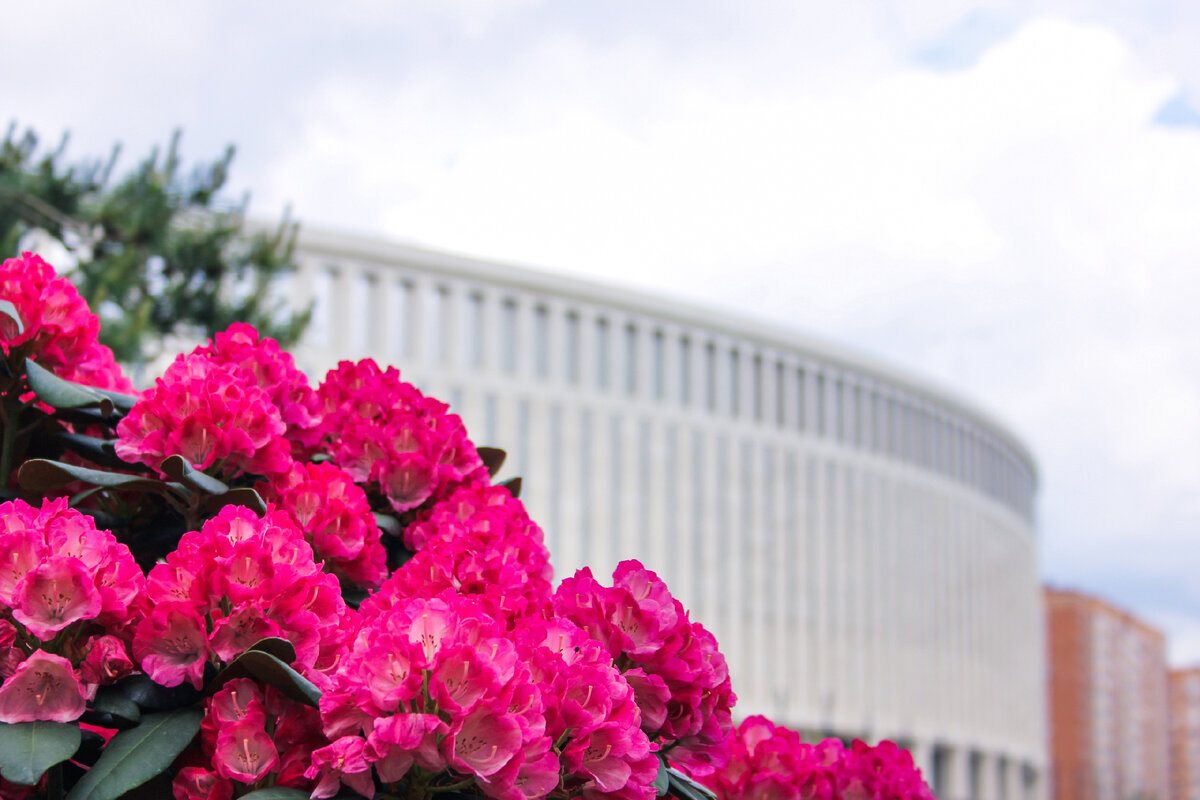 Стадион Краснодар, вид из парка Краснодар