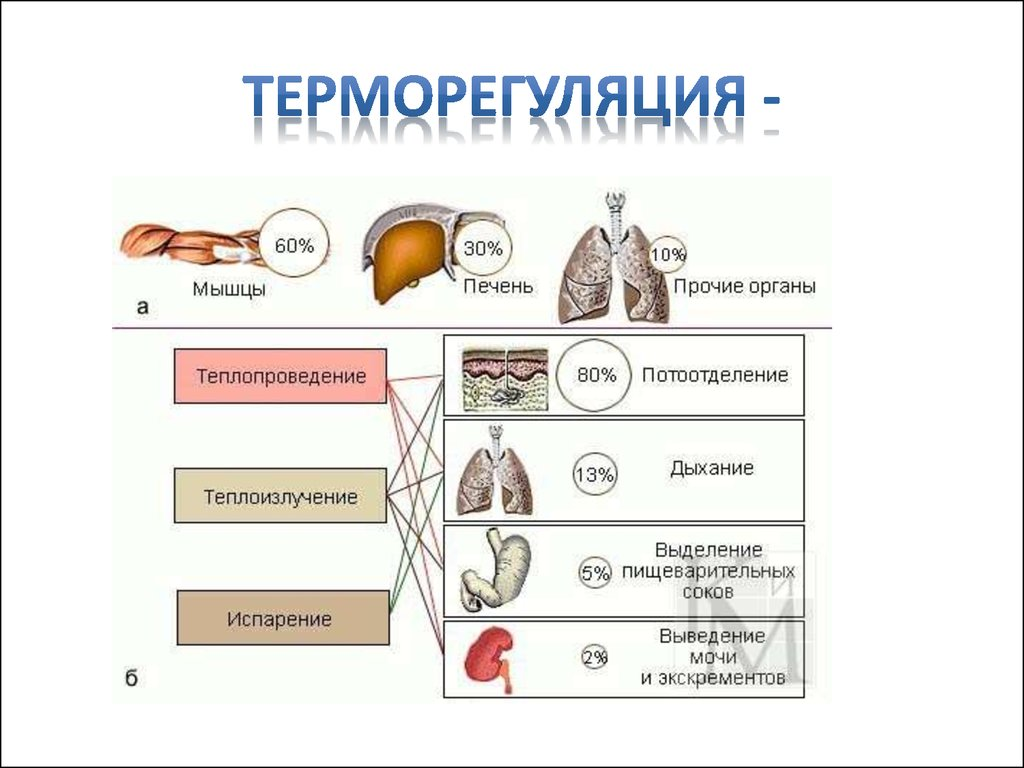 Выработка тепла организмом. Механизмы теплопродукции и теплоотдачи. Пути теплообразования и теплоотдачи. Процессы терморегуляции и теплообразования. Механизм теплообразования пути теплопередачи