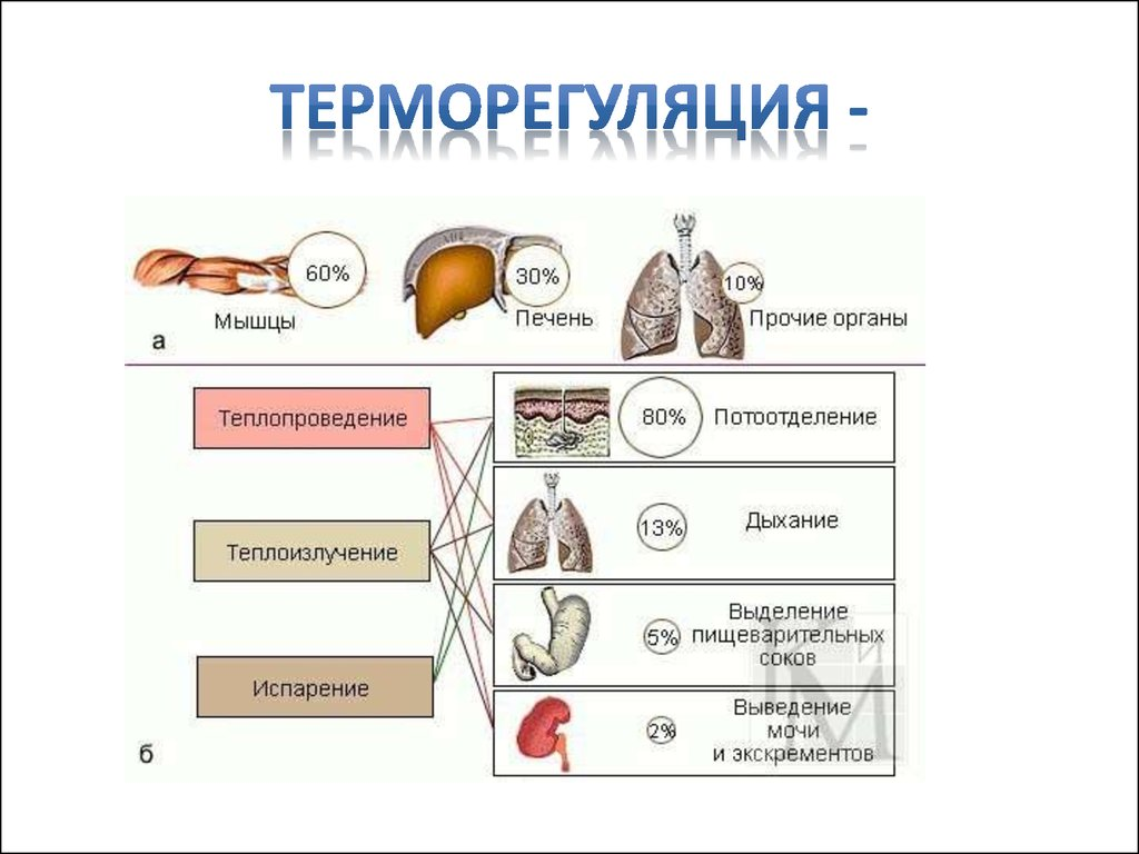 Теплопродукция в теле. Терморегуляция схема теплопродукция. Пути теплообразования и теплоотдачи. Механизмы теплопродукции и теплоотдачи. Механизмы теплообразования и теплоотдачи таблица.