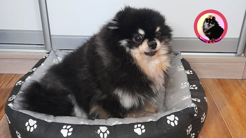Что нужно для появления щенка в доме 🐾 Шпиц Боня