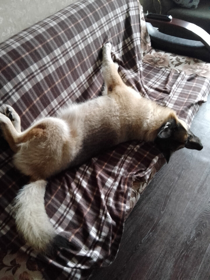 Преданность так и прет :)