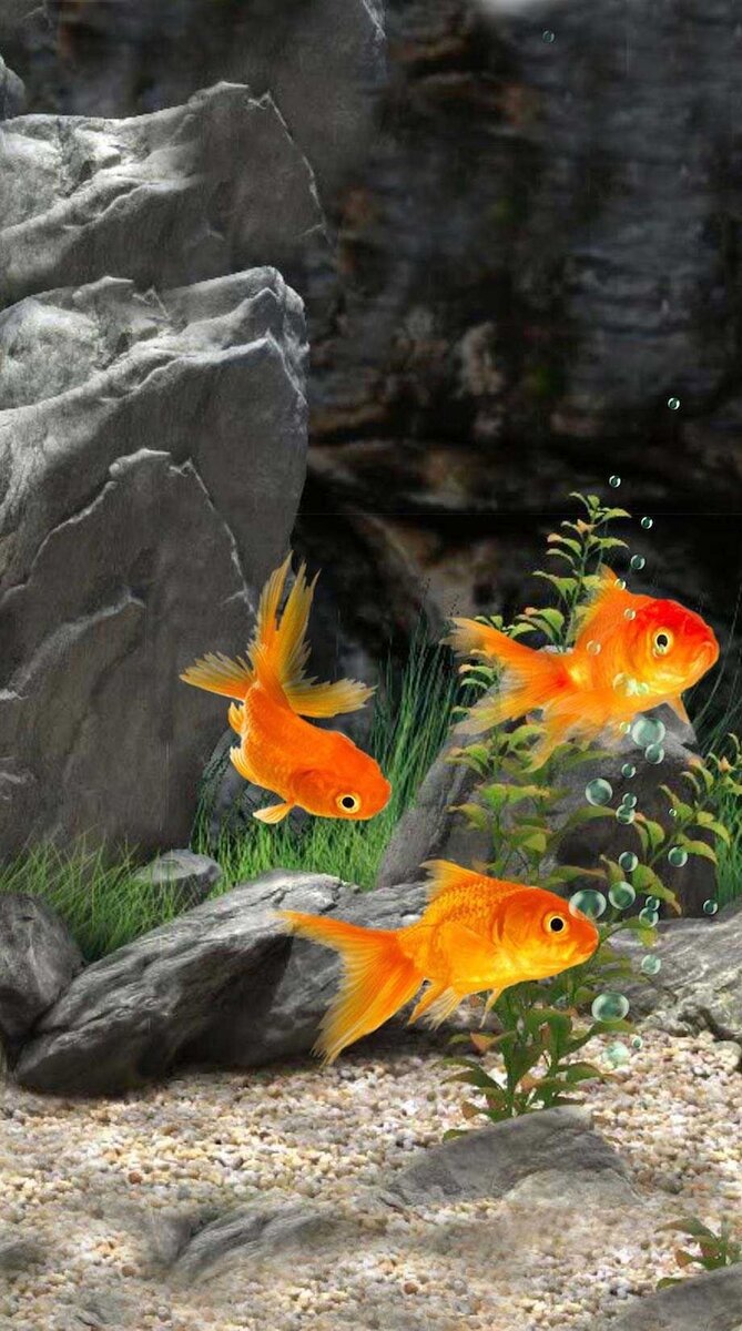 РИСУЕМ АКРИЛОМ - РЫБКИ