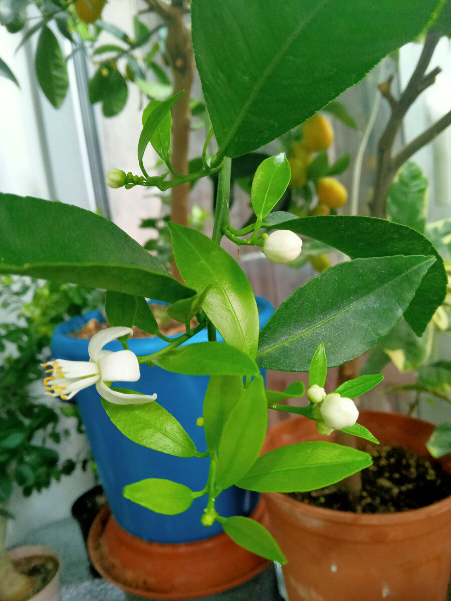 Мандарин Нобилис 