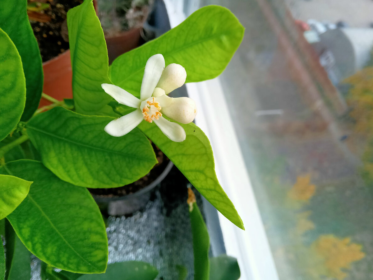 Лиметта Дольче Романа 