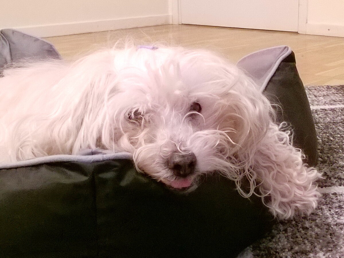 Наш кобелек мальтийской болонки незадолго до ухода на радугу. Фото из личного архива