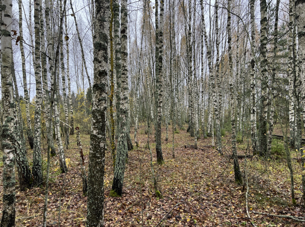 Березняк этот нынче подвел...