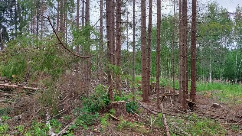     Кроме того, у одного из задержанных обнаружили немаркированных сигарет на полмиллиона и часть винтовки Мосина.