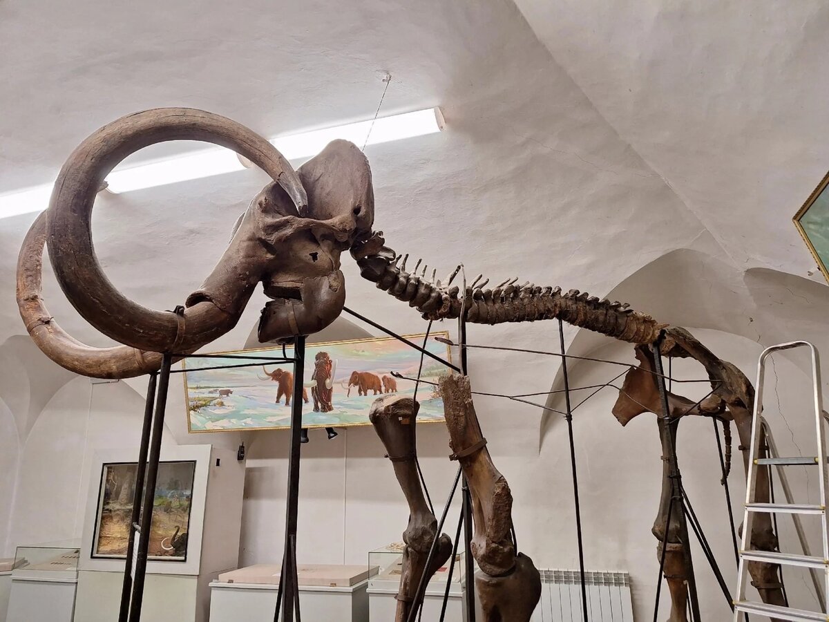 Мамонтов сейчас. Скелет мамонта в музее. Скелет мамонта в Ставропольском музее. Екатеринбург музей природы скелет мамонта. Мамонт в Рязани.