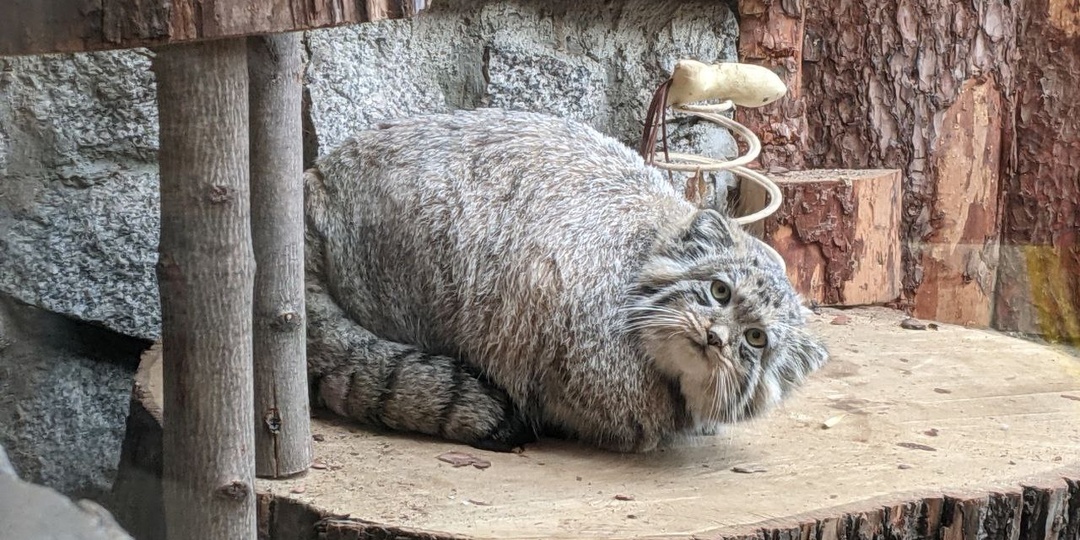 У манула Шу в Ленинградском зоопарке новоселье!