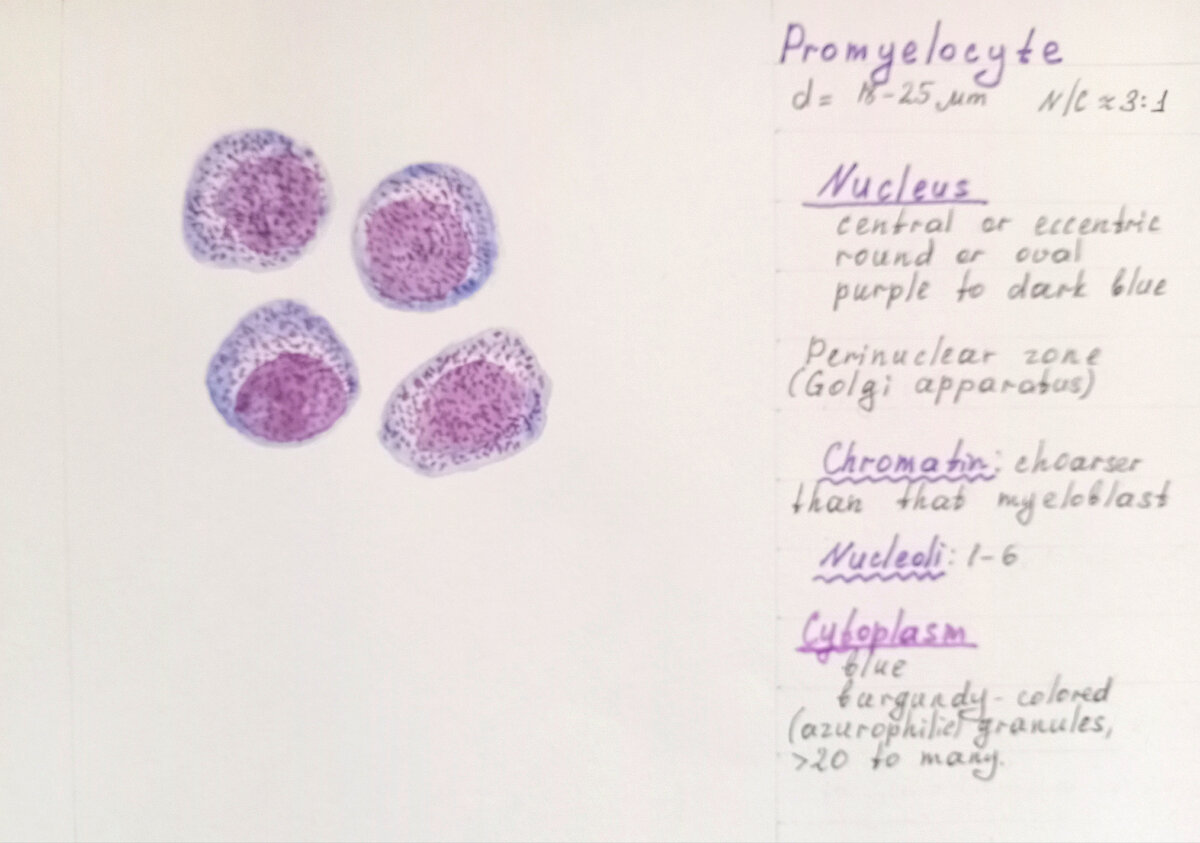Промиелоциты. Рисунок автора. 