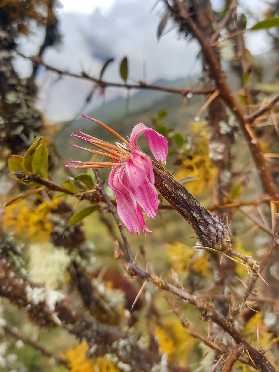 Santuario nacional de Ampay, laguna Uspacocha