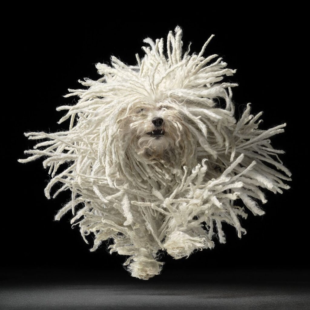     фото: Tim Flach