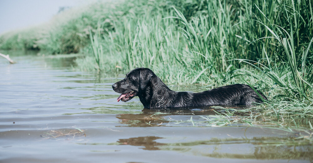 Лабрадор в воде
