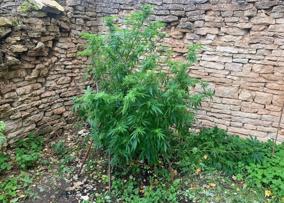    В Печорском районе задержали сушившую коноплю женщину