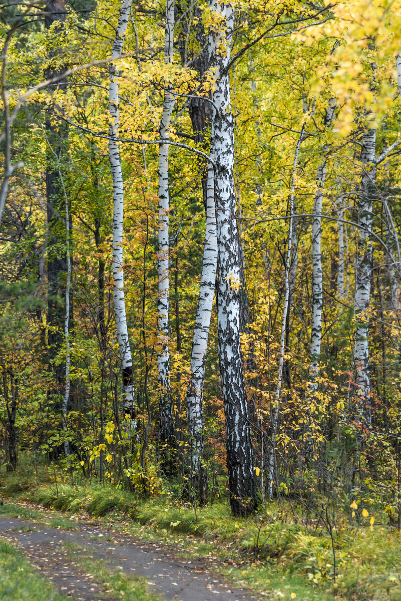 Вот такая осень!