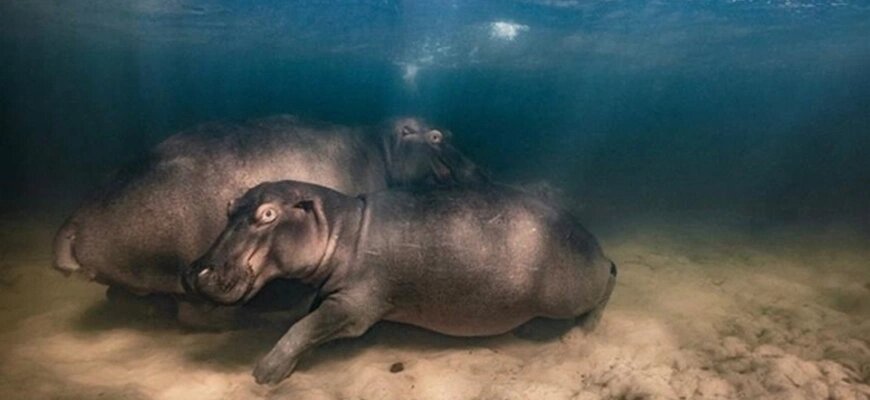 Фотография «Питомник бегемотов» Михаила Коростелева © Соцсети Михаила Коростелева