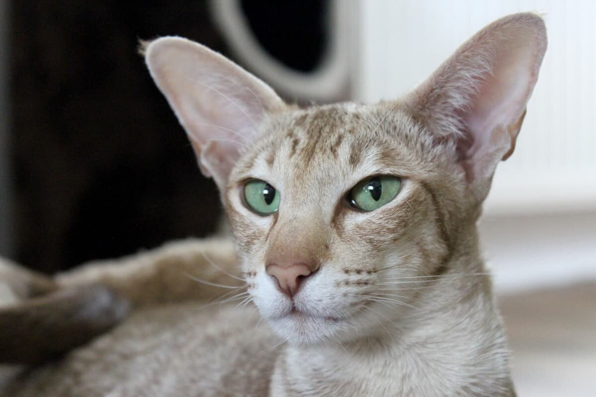 источник фото: https://murmeo.com/media/2021/04/oriental-shorthair-cat.jpg