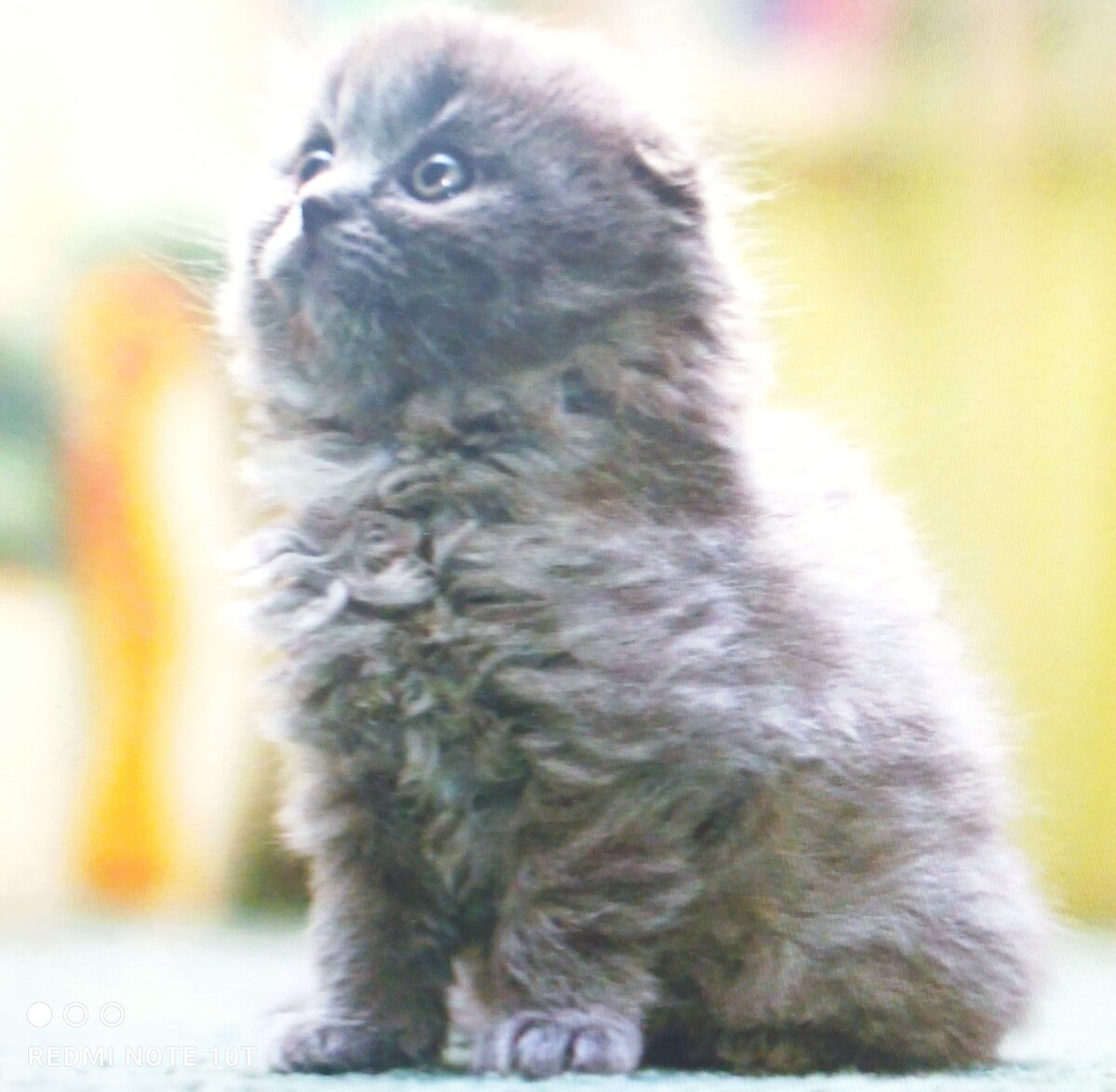 Фото из интернета Котенок шотландец длинношерстный, вислоухий