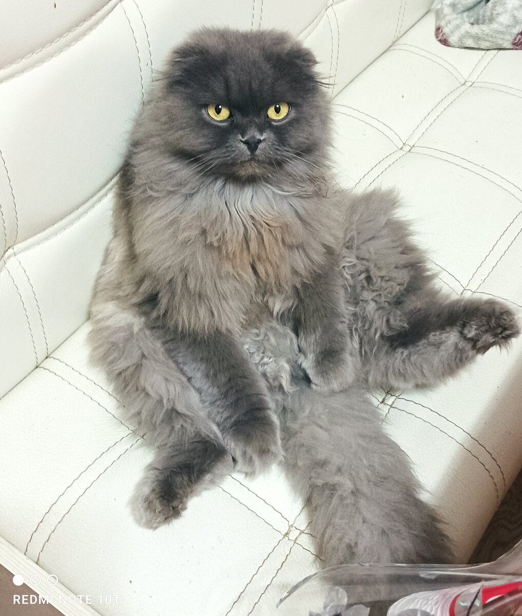 Фото автора кот Лорд, любима поза при сидении.