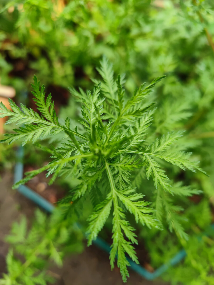 Точно не сорняк