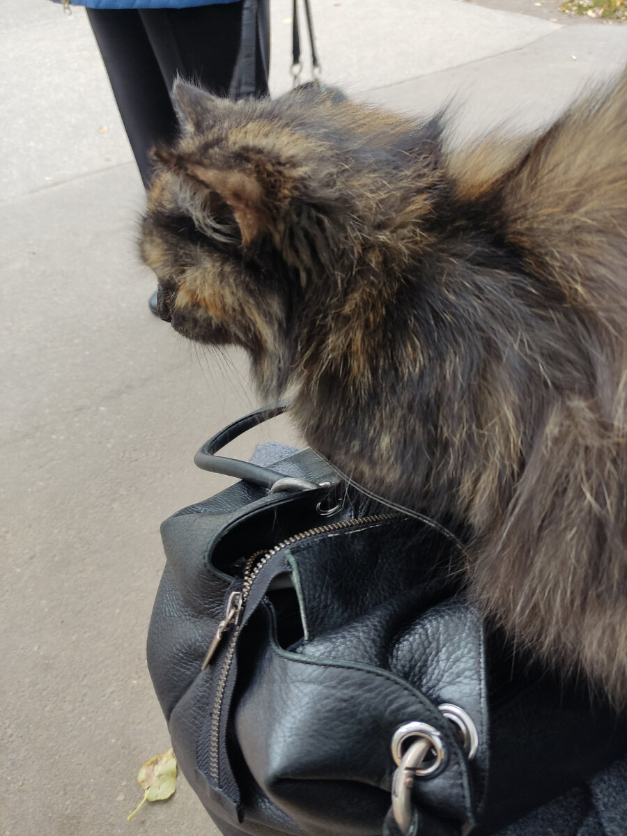 Кошка села ко мне на колени