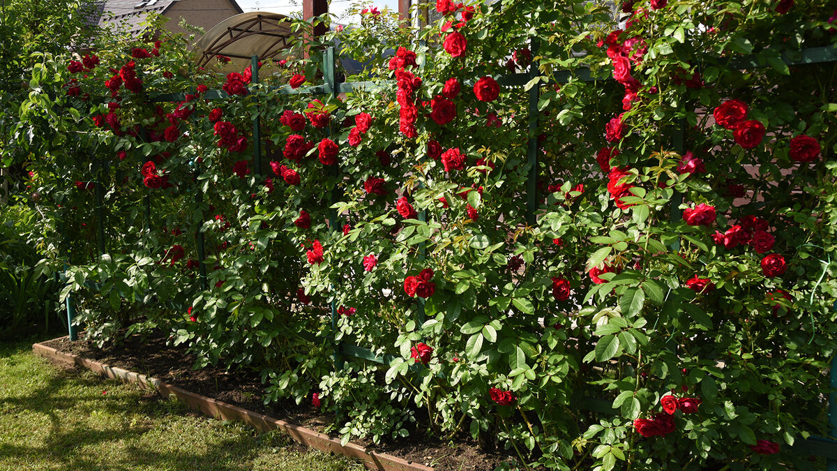 Моя дачная роза в цветении (июнь 2023)